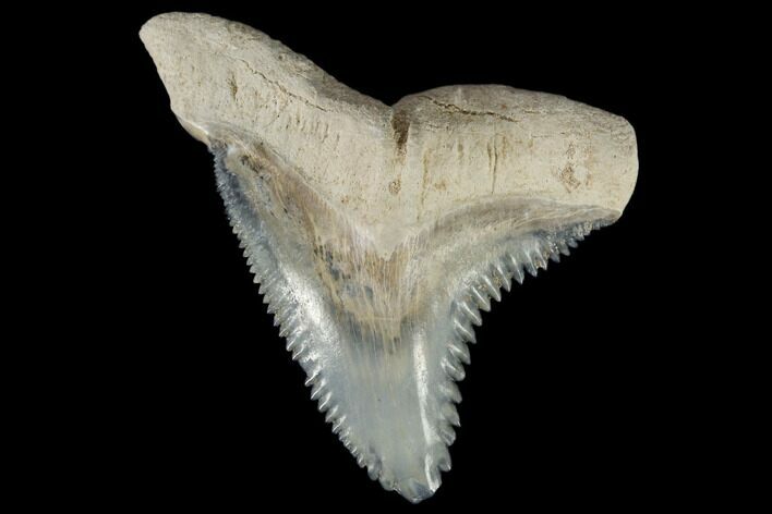 Huge, Fossil Shark Tooth (Hemipristis) - Bone Valley, Florida #113785